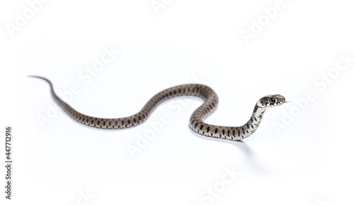Grass snake sliding and smelling with its tongue, Natrix natrix, Isolated on white