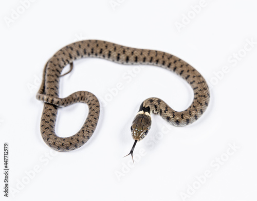 Grass snake, Natrix natrix, against a white background