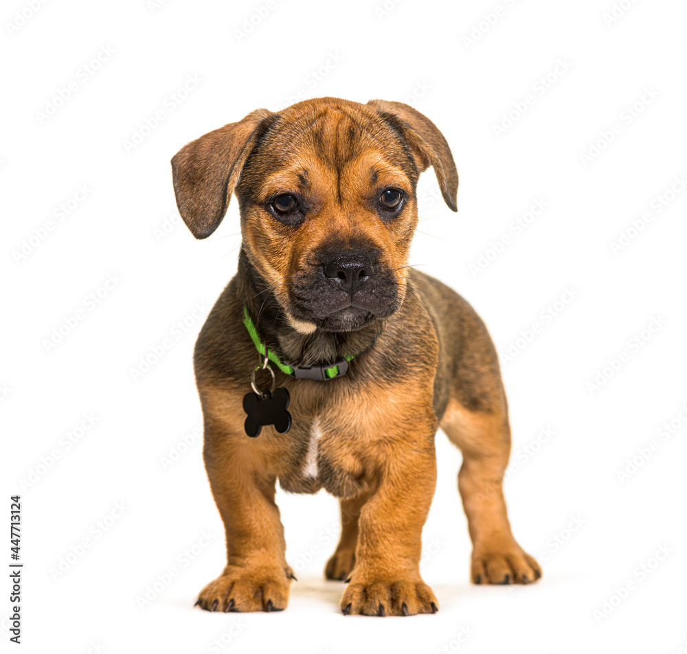 Standing puppy crossbreed dog, isolated