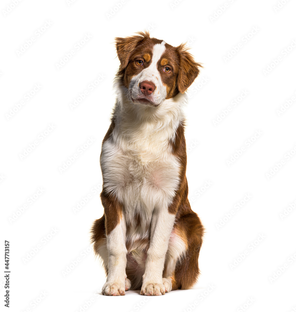 Sitting australian shepherd, isolated on white