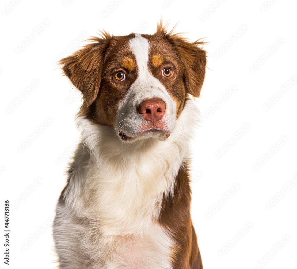 Head shot of a australian shepherd, isolated on white Head shot of a australian shepherd, isolated on white