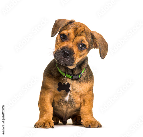 Small Sitting brown puppy crossbreed dog  isolated  wearing a green collar and a tag ID