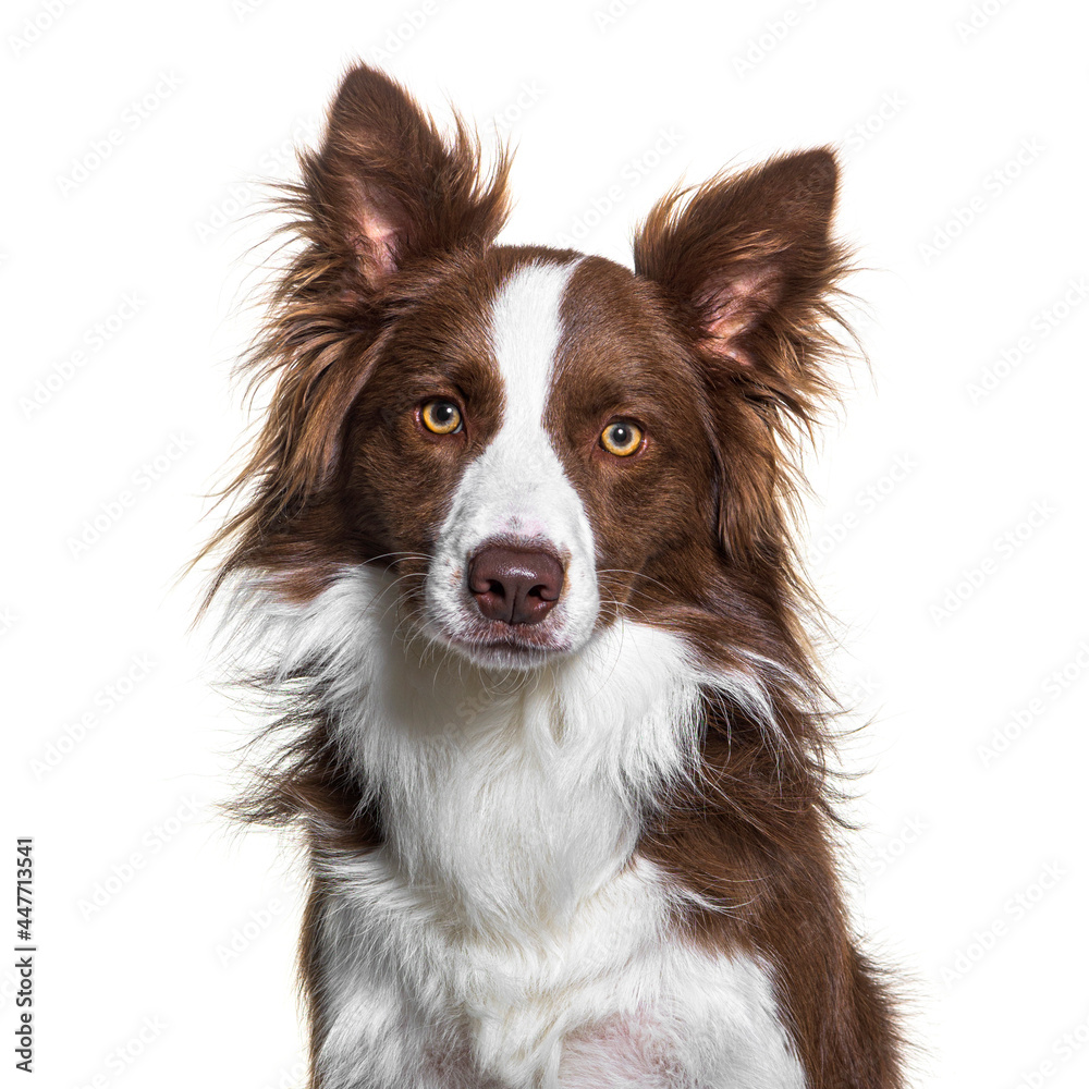 Head shot of a Brown and white Border collie isolated on white