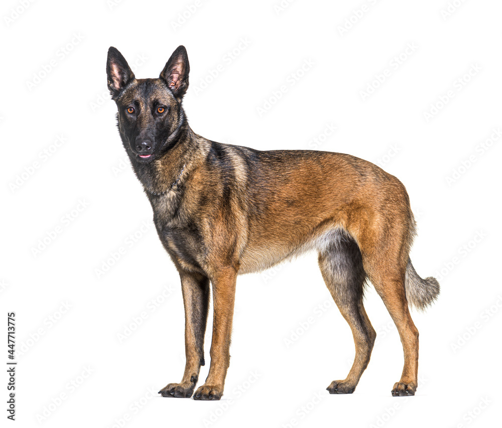 side view of a Malinois dog standing looking at the camera, Isolated on white