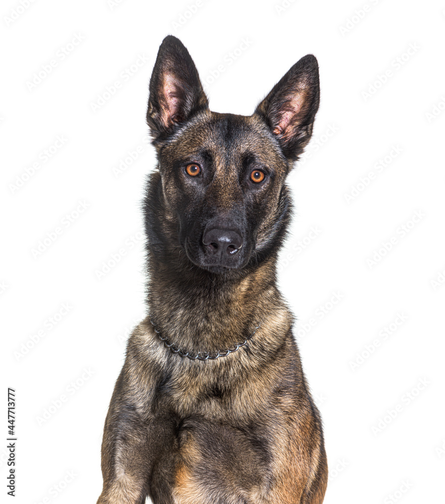 Head shot of a malinois looking at the camera, belgian shepherd, isolated on white