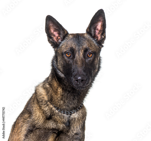 Head shot of a Malinois dog lloking at the camera, Isolated on white photo