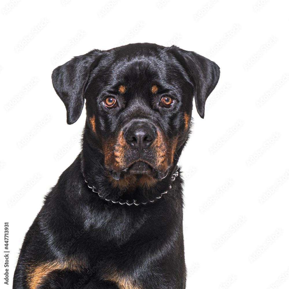 Head shot of a Rottweiler looking at the camera, isolated on white
