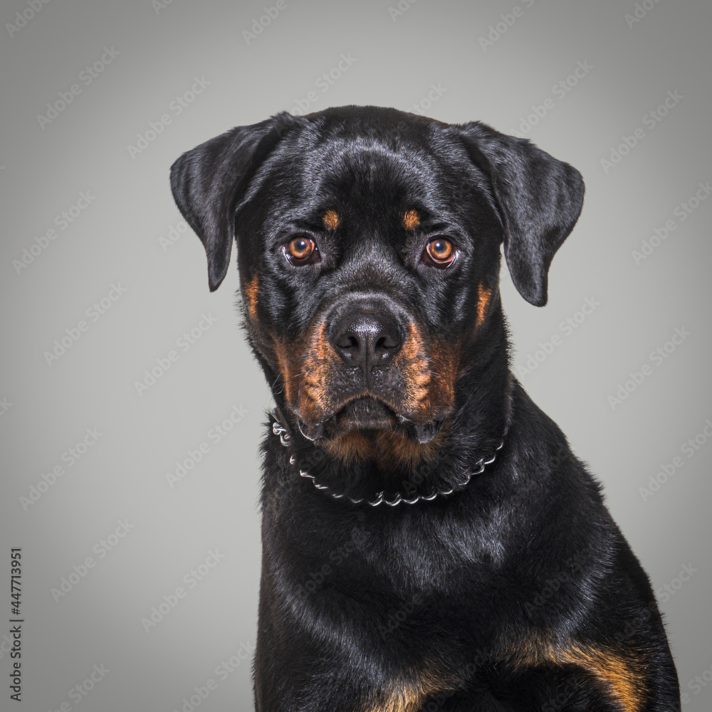 Head shot of a Rotweiler isolated