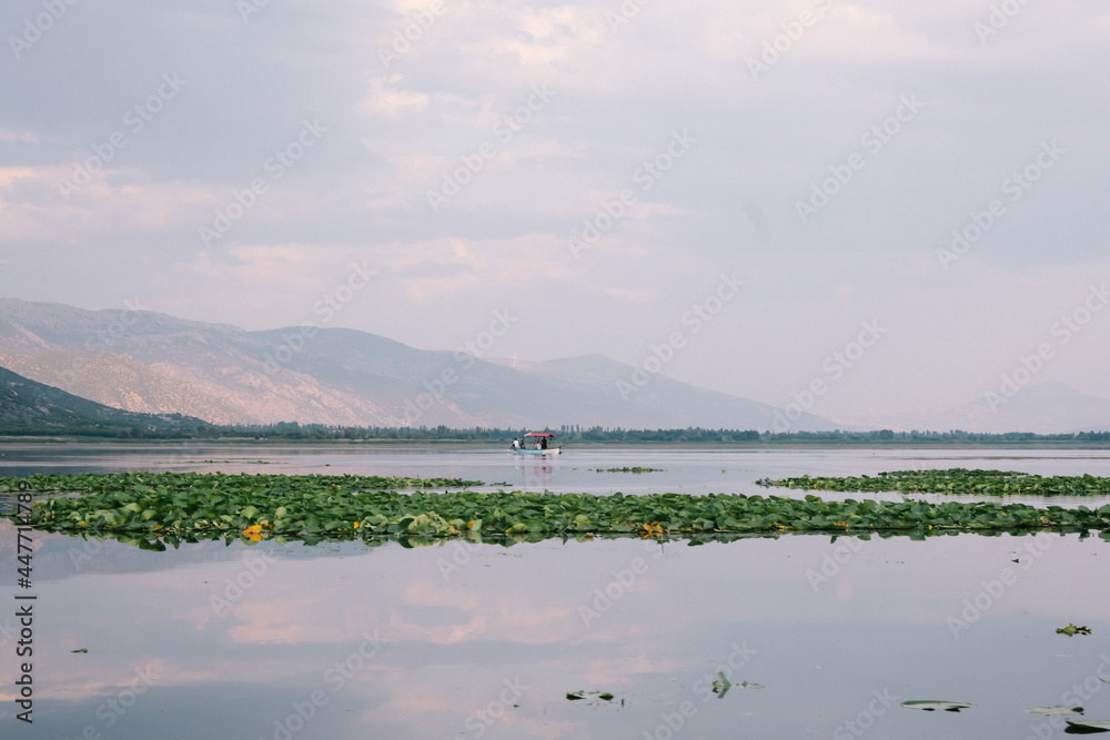 Lake with lotus flowers. Lake and lotus flowers at the foot of the mountain. Green cover over the lake. Işıklı Lake, which is a natural wonder in Denizli. Selective focus.