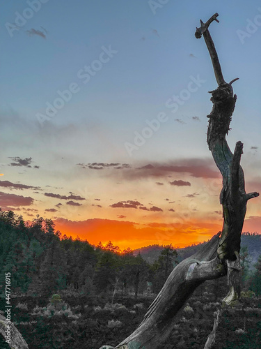 Sunset with large weathered branch in foreground at Sunset Crater, vertical