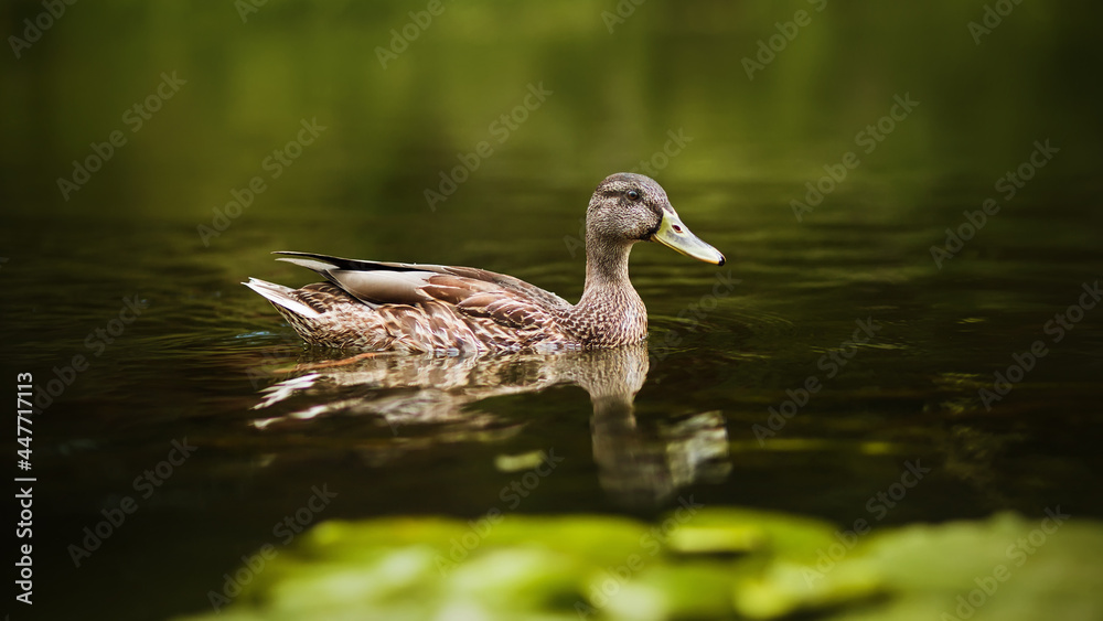 A beautiful wild duck with brown plumage swims along a quiet forest river on a summer day. Fauna and nature. A beautiful wild duck with brown plumage swims along a quiet forest river on a summer day. Fauna and nature.