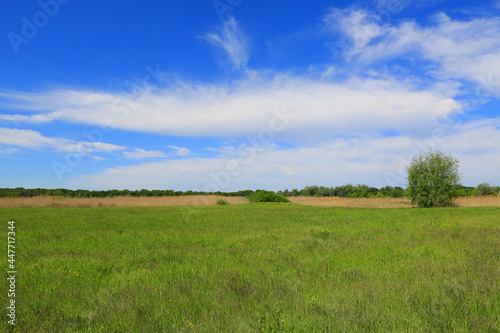 green pasture in summer day