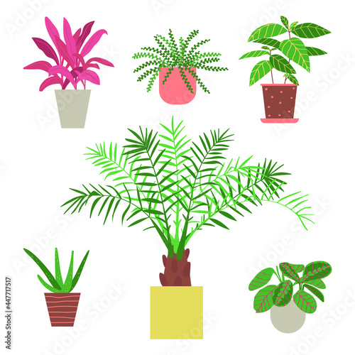 Set of home plants isolated on a white background. Collection of indoor plants in pots. Home decor. Vector illustration in flat style photo