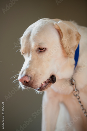 Close up Portrait of a brown - yellow labrador dog looking angry and barking with eyes down and trying to bite with isolated background.