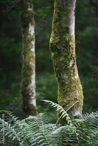 Detail shot of trees, Dunkeld, Scotland.