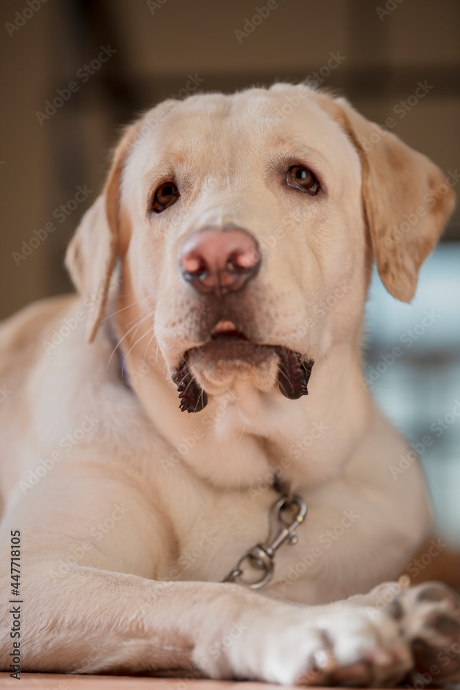 Close up Portrait of a brown - yellow labrador dog looking interestly something on the side of the camera with mouth closed and with isolated background. Close up Portrait of a brown - yellow labrador dog looking interestly something on the side of the camera with mouth closed and with isolated background.