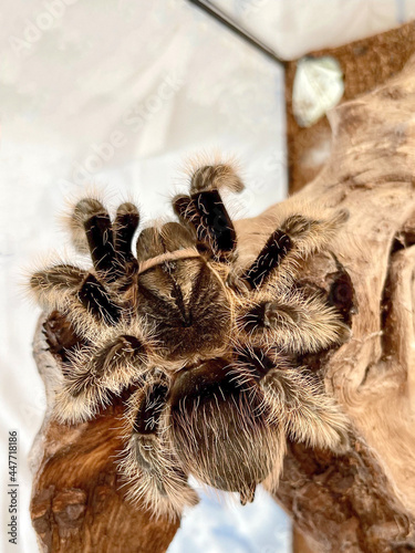Giant tarantula spider, Brachypelma albopilosum, on a tree branch