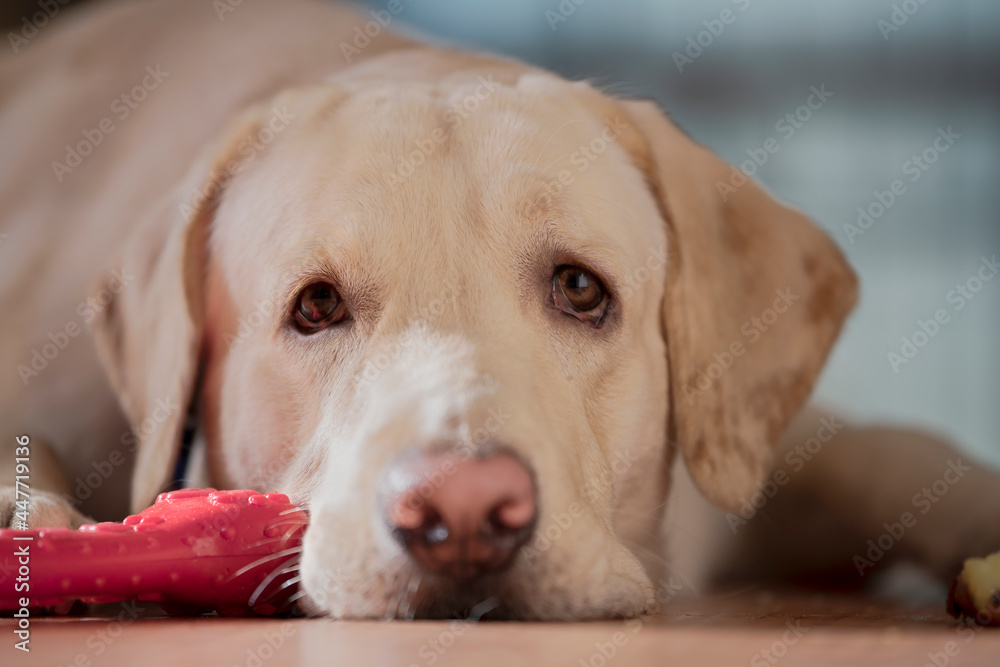 Close up Portrait of a brown - yellow labrador dog and looking Stright at the camera with toung out and isolated background. Close up Portrait of a brown - yellow labrador dog and looking Stright at the camera with toung out and isolated background.