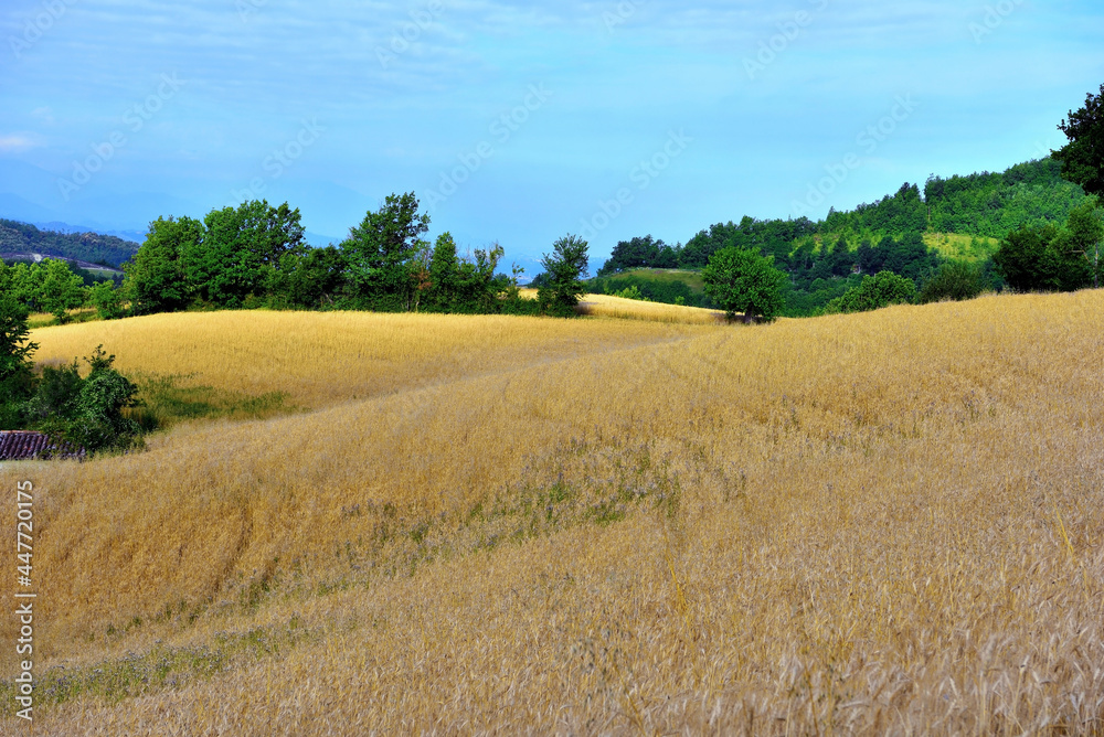 wheat field in sale san Giovanni cuneo Italy