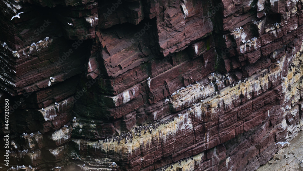 Guillemots, razorbills and kittiwakes nesting with chicks on the cliffs of Handa Island