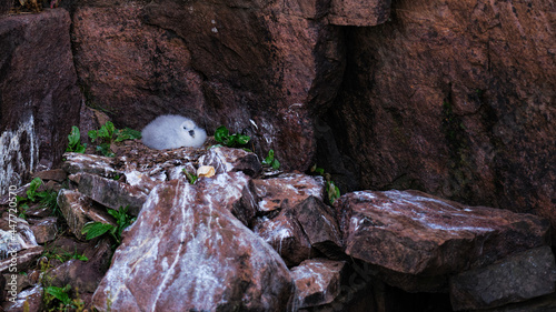 Northern fulmar chick in a nest on the cliffs of Handa Island