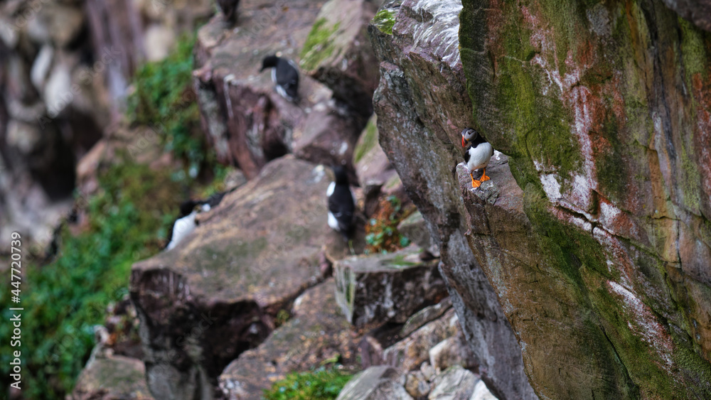 Puffin standing on a cliff ledge on Handa Island Puffin standing on a cliff ledge on Handa Island