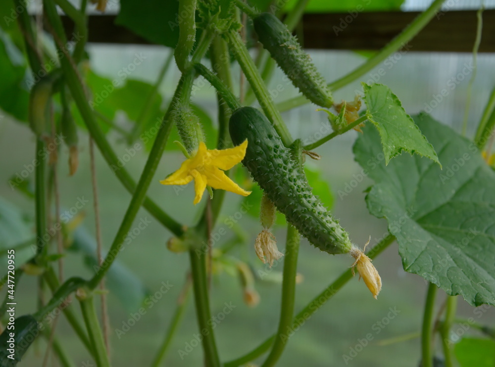A growing green cucumber in a greenhouse with a yellow flower.