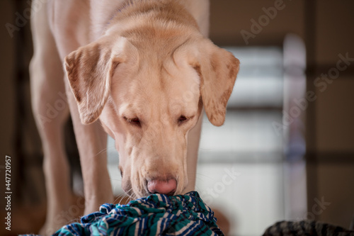 Close up Portrait of a brown - yellow labrador dog and sniffing the cloths and trying to find the unusal stuff with isolated background. photo