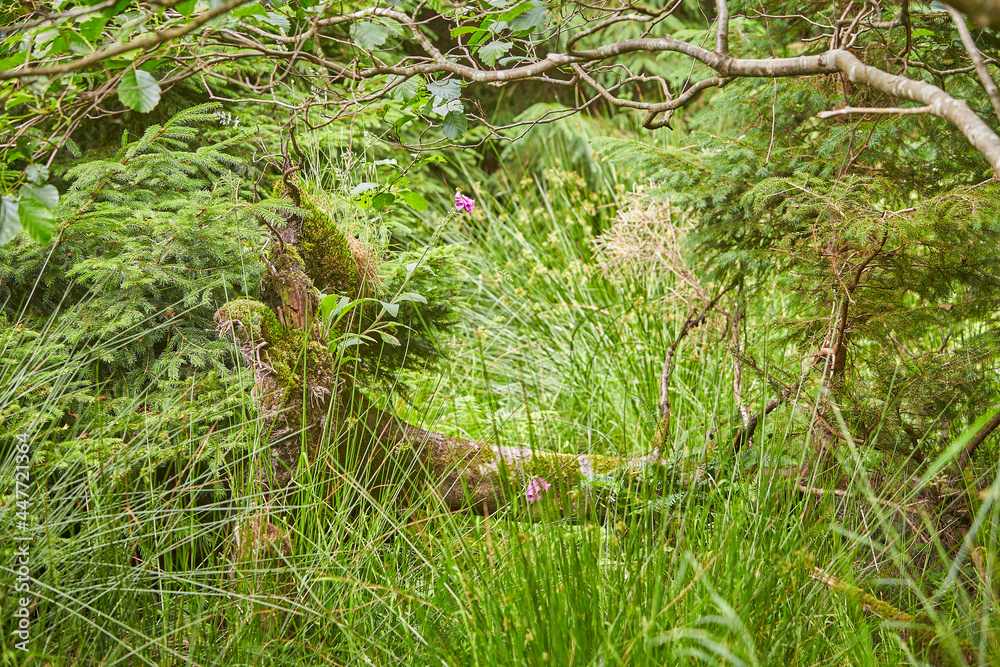 Mysteries forest. Green landscape for background. Mysteries forest. Green landscape for background.