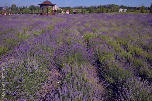 The image shows a very beautiful view of a rich lavender field. Natural and herbal landscape. Color lavender field. Flowering bushes on a lavender plantation. City Park. Kyiv  Ukraine 