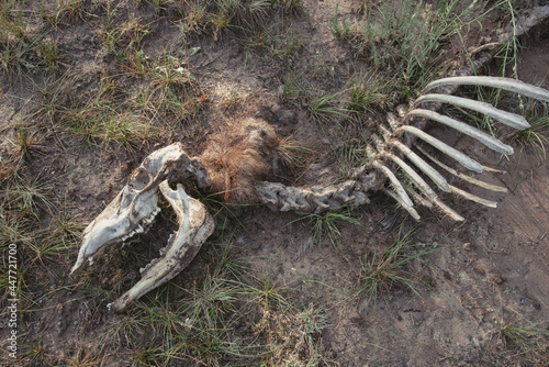 Skeleton of an elk recently killed by a mountain lion.