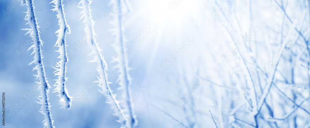 Frost-covered branches of trees in sunny weather with the sun's rays in gentle light blue tones. Christmas and New Year background, banner Frost-covered branches of trees in sunny weather with the sun's rays in gentle light blue tones. Christmas and New Year background, banner