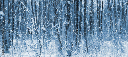 Winter forest during snowfall. Snow-covered trees in the winter forest  Christmas background