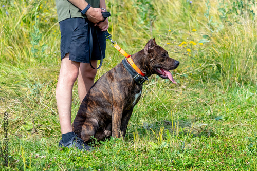 A purebred dog sits on the grass next to its owner. The owner walks the dog in the park