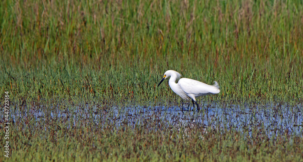 Great egret hunting in a shallow salt marsh