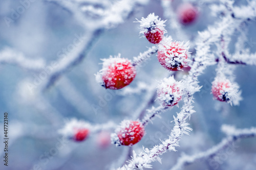 Rose hip bush with frost-covered branches and red berries on a light blue blurred background © Volodymyr