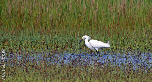 Great egret hunting in a shallow salt marsh © John Wijsman