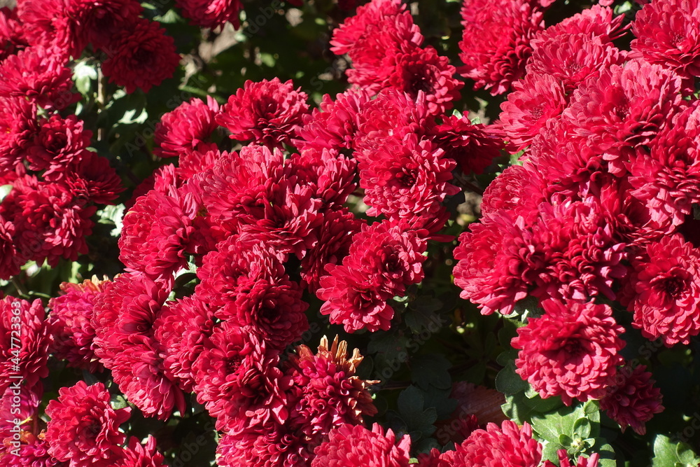 Florescence of red Chrysanthemums in mid October