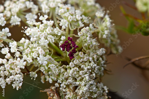 Wilde Möhre // Wild carrot (Daucus carota subsp. carota) photo