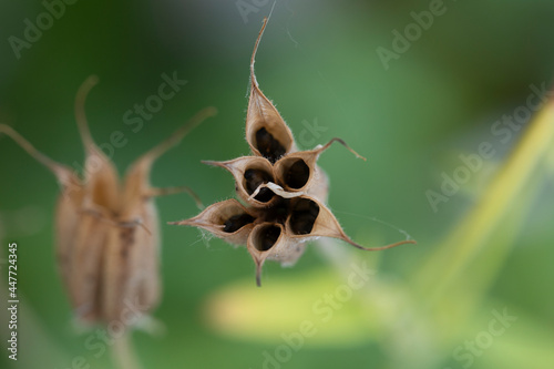 CLOSE UP DRIED AQUILEGIA FLOWER SEEDS INSIDE FLOWER