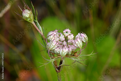 Wild carrot // Wilde Möhre (Daucus carota subsp. carota) photo