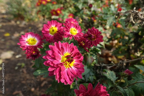 Five crimson and yellow flowers of Chrysanthemums in November