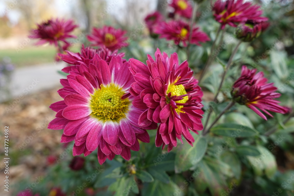 Rose red and yellow flowers of Chrysanthemums in November Rose red and yellow flowers of Chrysanthemums in November