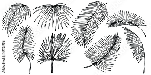 Vector Exotic tropical hawaiian summer. Palm beach tree jungle botanical leaves. Black and white engraved ink art. Leaf plant botanical garden floral foliage. Isolated leaf illustration element.