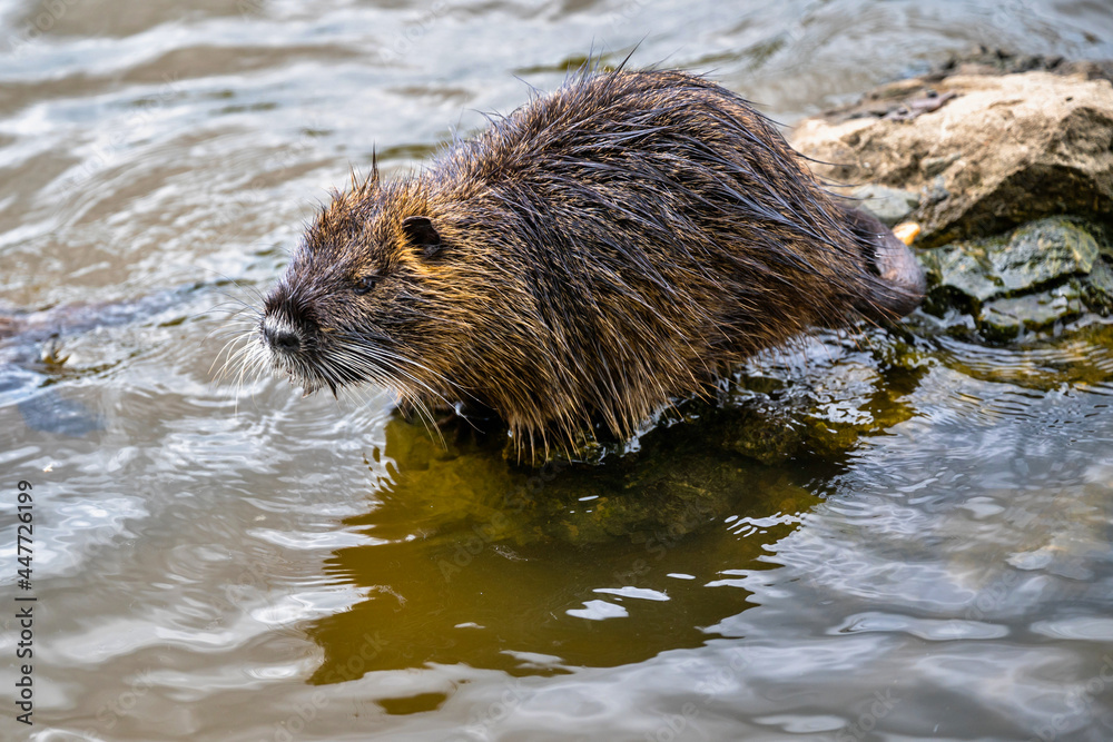 Young nutria animal standing on stone in water. Young nutria animal standing on stone in water.
