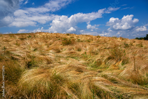 Grassland with pasture in nice sunny summer day.