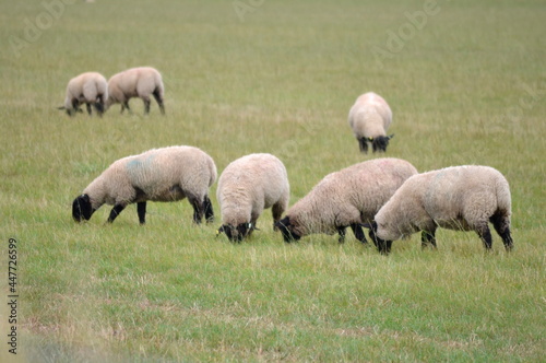 Flock of sheep grazing in a field, Hampshire, England, UK photo