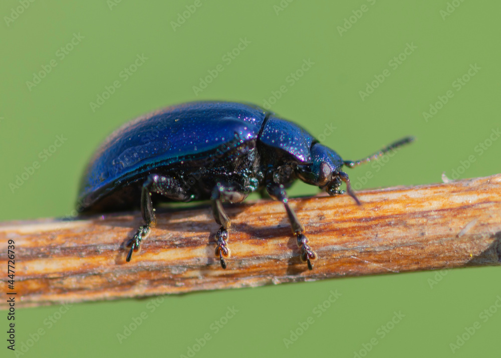 COLEOPTERA – CHRZĄSZCZE COLEOPTERA – CHRZĄSZCZE