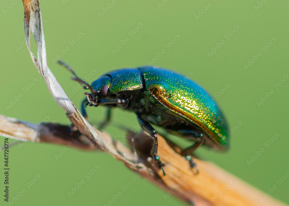 COLEOPTERA – CHRZĄSZCZE