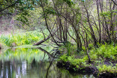 pretty landscape with a stream crossing the forest © Image'in